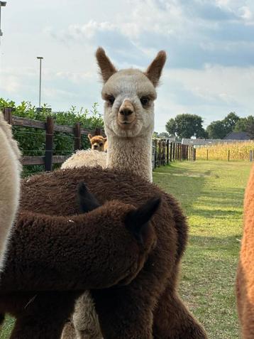 Alpaca veulens met bijzondere kleuren beschikbaar voor biedingen