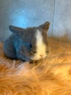 Raszuivere minilop konijntjes van 1maand oud, Dieren en Toebehoren, Konijnen, Meerdere dieren, Dwerg, Hangoor, 0 tot 2 jaar
