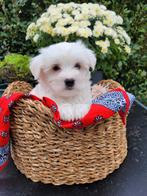 Leuke maltezer pups te koop!, Maltezer, CDV (hondenziekte), 8 tot 15 weken, Meerdere