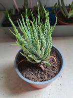Leuke Vetplant, Minder dan 100 cm, Ophalen of Verzenden, Halfschaduw, Groene kamerplant