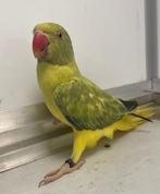 Halsbandparkieten '25, Dieren en Toebehoren, Vogels | Parkieten en Papegaaien, Meerdere dieren, Parkiet, Geringd