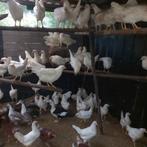 Legkippen, Vrouwelijk, Kip