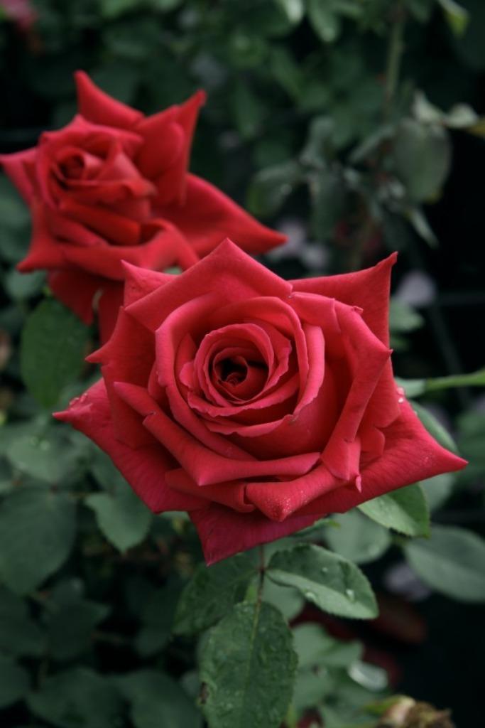 Rosa Climbing Crimson Glory Theehybride-Klimroos, geurend ++, Tuin en Terras, Planten | Tuinplanten, Vaste plant, Klimplanten
