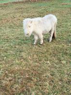 3 ponys te koop, Dieren en Toebehoren, Pony's, Merrie, Niet van toepassing, A pony (tot 1.17m), 0 tot 2 jaar