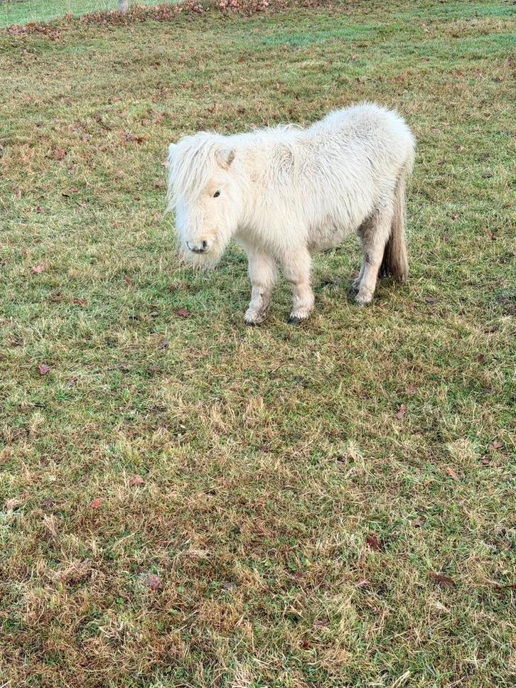 2 ponys te koop, Dieren en Toebehoren, Pony's, Merrie, Niet van toepassing, A pony (tot 1.17m), 0 tot 2 jaar