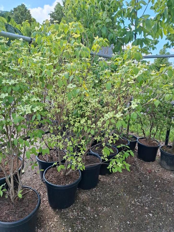kornoelje meerstammige Cornus kousa milky way, Tuin en Terras, Planten | Bomen, Overige soorten, Minder dan 100 cm, Halfschaduw