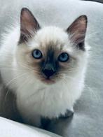 Mooie Ragdoll kittens met stamboom, Dieren en Toebehoren, Meerdere dieren