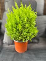 Cupressus Macr.Goldcrest Wilma, Minder dan 100 cm, Volle zon, In pot, Overige soorten