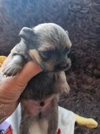 Pomeriaan x pomchi pups, Dieren en Toebehoren, Honden | Chihuahua's en Gezelschapshonden, 8 tot 15 weken, CDV (hondenziekte), Meerdere