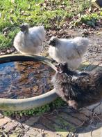 3 zijdehoender krielhaantjes gratis afhalen, Mannelijk, Kip