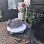 Kleurdwerg rammetje, Mannelijk, Dwerg