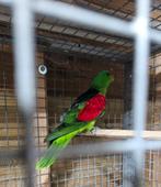 Roodvleugelparkiet, Dieren en Toebehoren, Vogels | Parkieten en Papegaaien, Mannelijk, Parkiet