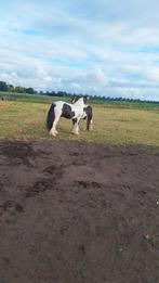 Stalling in eigen beheer gezocht!, Stalling, 4 paarden of pony's of meer