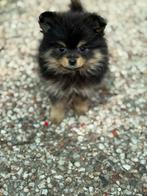 Lieve pups opzoek naar gouden mandje met liefde volle gezin, Keeshond, 8 tot 15 weken, Meerdere, Meerdere dieren