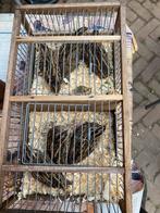 Te koop Europese kwartels., Meerdere dieren, Wildzangvogel, Geringd