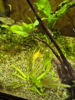 2 albino ancitrussen, Vis