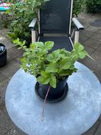 Oregano & Bubble Gum Strawberry - Winterhard - BIO, Ophalen of Verzenden