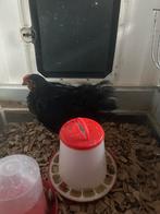 Jonge haan, Dieren en Toebehoren, Pluimvee, Geslacht onbekend, Kip