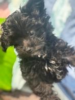 Prachtige POMAPOO ( Toypoedel x Pomeriaan), Dieren en Toebehoren, Poedel, Reu, CDV (hondenziekte), 8 tot 15 weken
