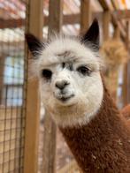Alpaca's merries (vrouwelijk) | Persoonlijk advies, Dieren en Toebehoren, Schapen, Geiten en Varkens, Vrouwelijk, 0 tot 2 jaar