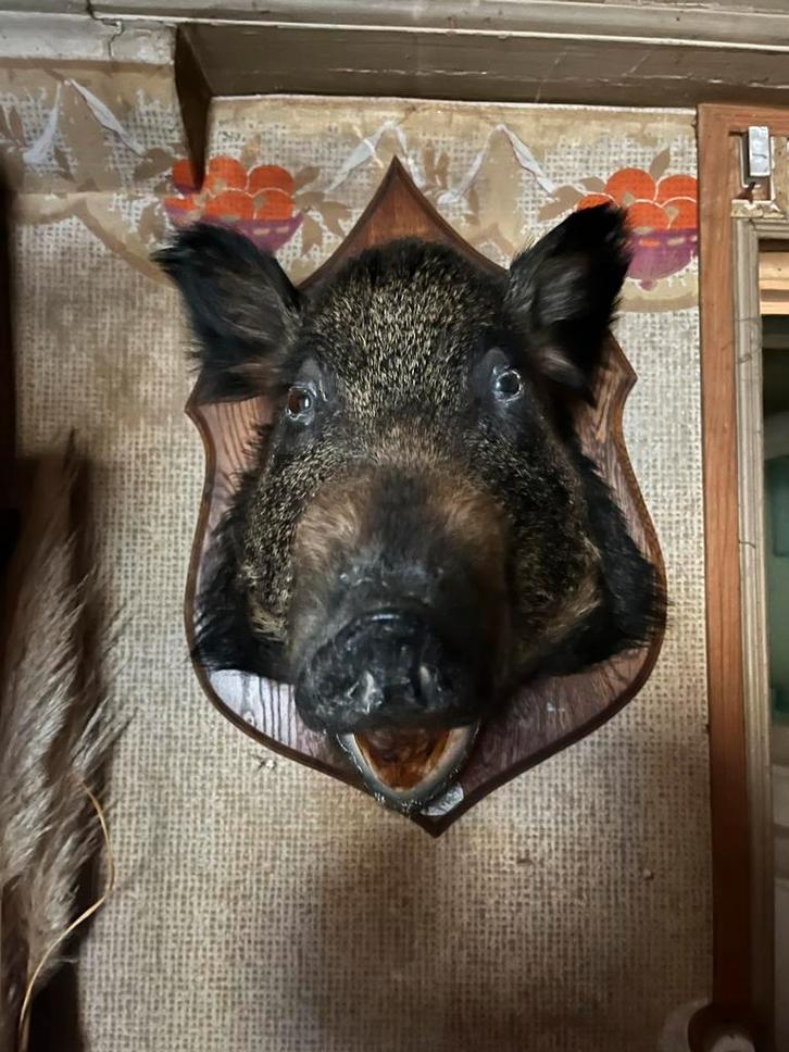 Grote opgezette kop everzwijn, Verzamelen, Dierenverzamelingen, Gebruikt, Gewei of Kop, Wild dier, Ophalen