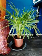 Areca palm ( goudpalm), Huis en Inrichting, Kamerplanten, Ophalen, Palm, Halfschaduw, Minder dan 100 cm
