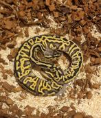 Pastel leopard yellowbelly 100% Het pied 0.1 met ringer, Dieren en Toebehoren, Reptielen en Amfibieën, Slang, 0 tot 2 jaar