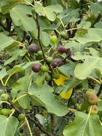 Vijg vijgenstruik vijgenplant vijgenboom, Ophalen, Volle zon, In pot, 250 tot 400 cm