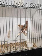 Harlekijn Kanaries 10 koppels, Meerdere dieren, Kleurkanarie