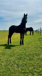 Fries hengst veulen, Dieren en Toebehoren, Paarden, Hengst, Minder dan 160 cm, 0 tot 2 jaar