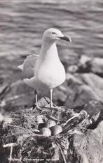 ansichtkaart Vlieland Zilvermeeuw op nest, Ophalen of Verzenden, 1940 tot 1960, Gelopen, Waddeneilanden