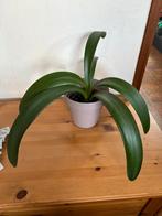 Clivia 5, Huis en Inrichting, Kamerplanten, Ophalen, In pot, Halfschaduw, Minder dan 100 cm