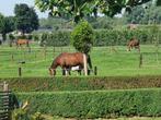 Plaatsje vrij op onze kleinschalige Pensionstal, Weidegang, 2 of 3 paarden of pony's