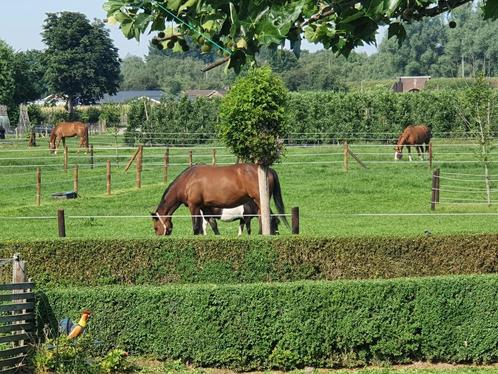 Plaatsje vrij op onze kleinschalige Pensionstal, Dieren en Toebehoren, Stalling en Weidegang, Stalling, Weidegang, 2 of 3 paarden of pony's