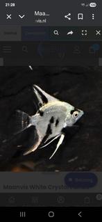 Scalare panda 3a4 cm, Dieren en Toebehoren, Vissen | Aquariumvissen, Vis