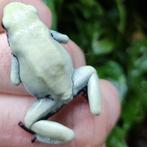 Adelphobates galactonotus 'Moonshine', Dieren en Toebehoren, Reptielen en Amfibieën, Amfibie