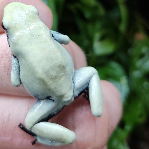 Adelphobates galactonotus 'Moonshine', Dieren en Toebehoren, Reptielen en Amfibieën, Amfibie