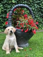 Schitterende Raszuivere blonde labrador pups(ouders Stamboom, Dieren en Toebehoren, Honden | Retrievers, Spaniëls en Waterhonden