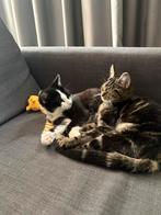 Katers 2 stuks, Dieren en Toebehoren, Kater