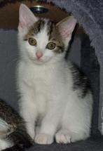 Kittens, Dieren en Toebehoren, Meerdere dieren, Kortharig, 0 tot 2 jaar