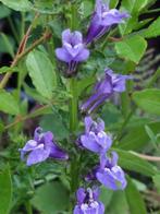 zaden Lobelia siphilitica blauw, Tuin en Terras, Verzenden, Voorjaar, Volle zon, Zaad