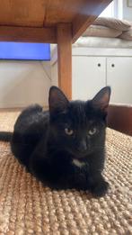 Lieve fluffy familie poes 6 maanden oud, Dieren en Toebehoren, Katten en Kittens | Overige Katten, Poes