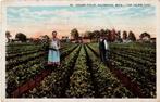 KALAMAZOO,  Celery Fields, Michigan;  The Celery City, Verzenden, 1920 tot 1940, Gelopen, Buiten Europa