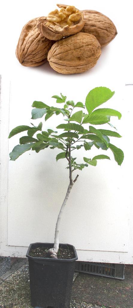 Walnootboom- 1.05 mtr. H- Juglans Regia, Tuin en Terras, Planten | Fruitbomen, Walnotenboom, Minder dan 100 cm, Volle zon, Lente