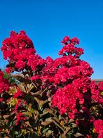 Lagerstroemia  indica Double Dynamite / Nieuw ‼️‼️, 250 tot 400 cm, Zomer, Ophalen, Volle zon
