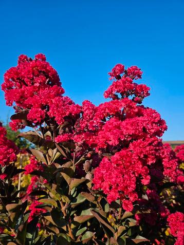 Lagerstroemia  indica Double Dynamite / Nieuw ‼️‼️ beschikbaar voor biedingen