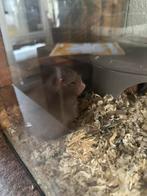 Baby Goudhamster, Hamster, Mannelijk, Tam, September