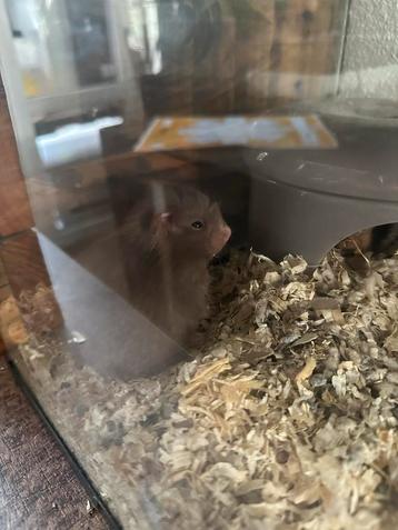 Baby Goudhamster beschikbaar voor biedingen