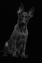 Mechelse Herder X Hollandse Herder pups, Dieren en Toebehoren, Honden | Herdershonden en Veedrijvers, Teef, Meerdere, Herder, Nederland