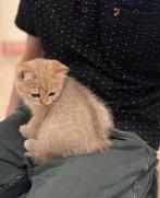 Britse korthaar kitten golden shaded, Kater, Ontwormd